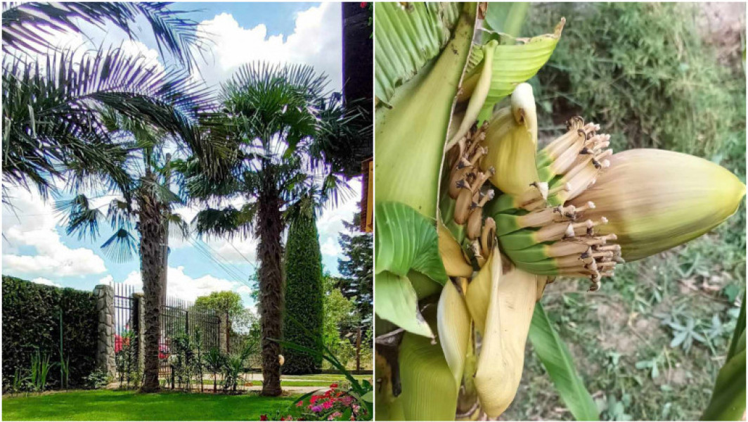 Un bărbat din Teleorman și-a transformat grădina într-o oază tropicală