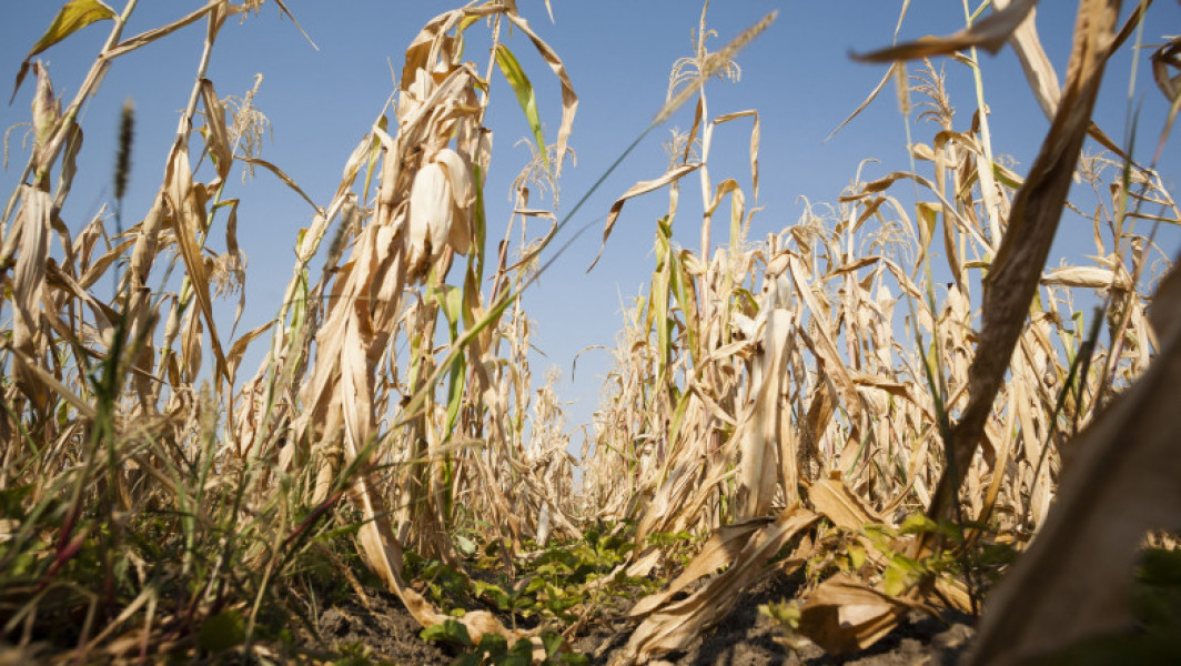 Temperaturile extreme pun în pericol agricultura, avertizează ministrul Mediului