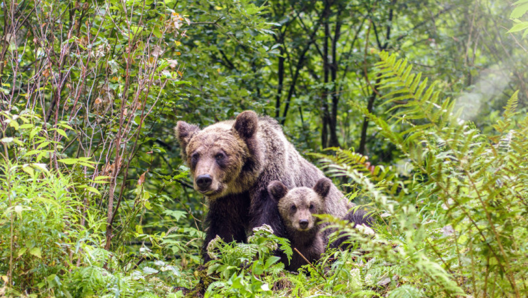 Recomandări salvamont pentru turiștii care se întâlnesc cu animale sălbatice în munți