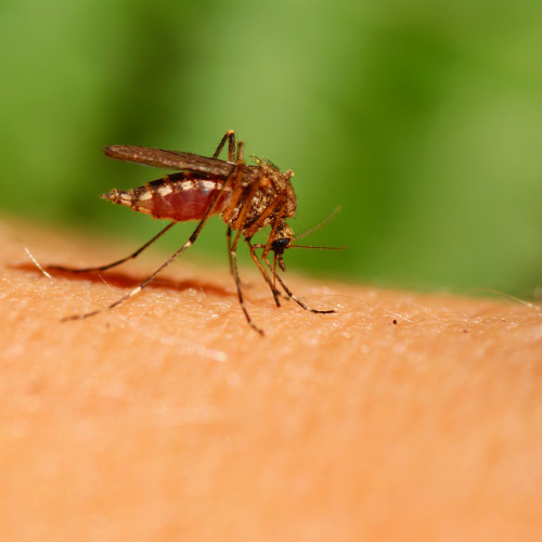 O femeie din Mediaș, diagnosticată cu virusul West Nile; restricții pentru donarea de sânge