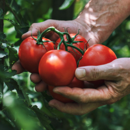 Rosiile românești devin un lux din cauza scăderii producției