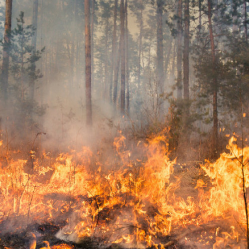 Video Peste 100 de incendii de vegetație în Bulgaria. Focul a distrus păduri și locuințe, spun autoritățile locale