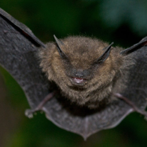 Creștere alarmantă a cazurilor de rabie în Iași