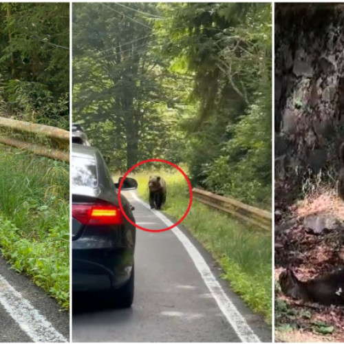 Problema urșilor din România devine tot mai acută, atrăgând atenția și dincolo de granițele țării. Jurnaliștii de la The New York Times au publicat un reportaj în care avertizează asupra faptului că în timp ce în trecut oamenii veneau în țara noastră pentru a admira ursii în habitatul lor natural, acum acești animale ies din pădure pentru a căuta hrană și a explora zone populate, punând în pericol oamenii.