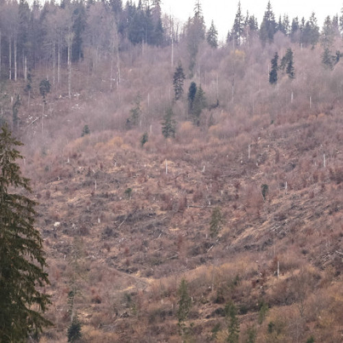 Pierderi mari de pădure în ultimii 25 de ani în România
