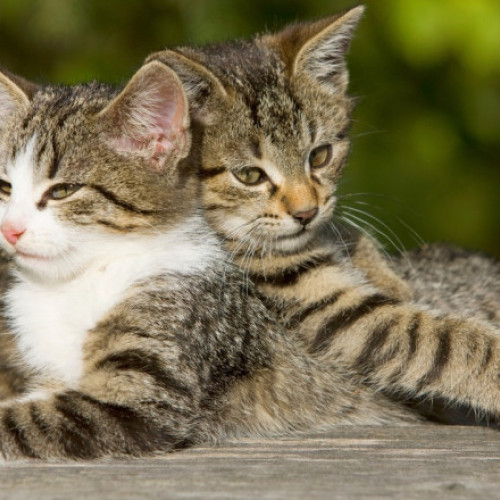 Primăria Capitalei a aprobat sterilizarea gratuită a 10.000 de pisici de rasă comună