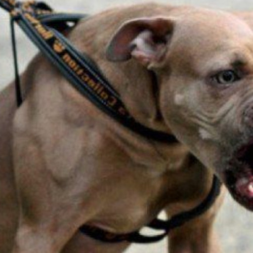 Fată de 26 de ani atacată de un caine Amstaff în Galați