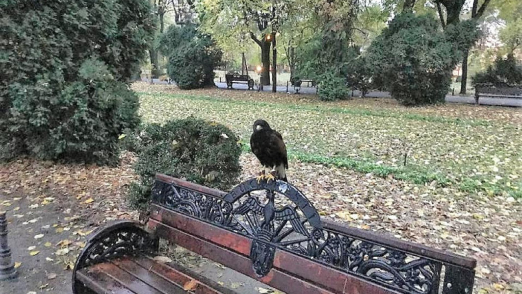 Primăria București propune amenzi mai aspre pentru spațiile verzi din Capitală