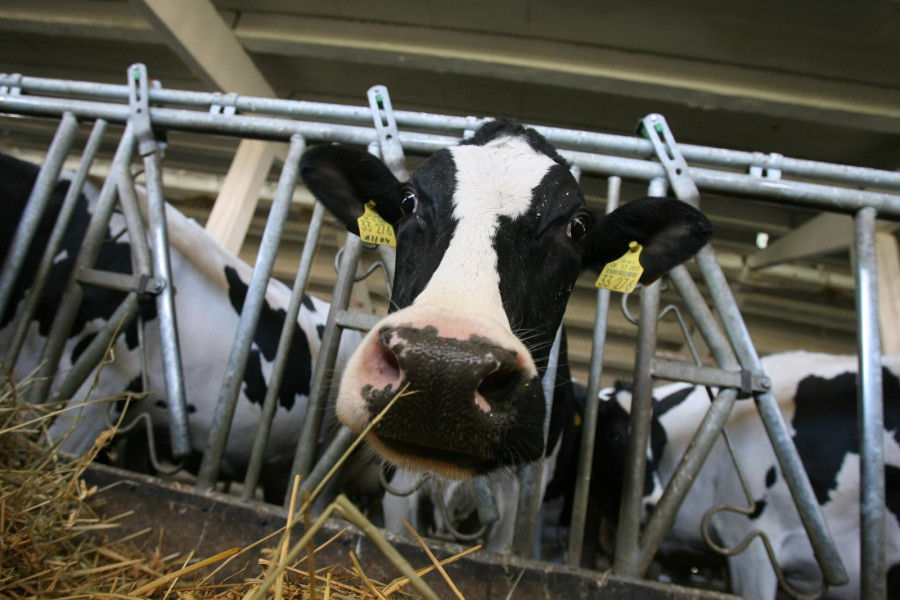 Boala limbii albastre confirmată la o fermă de bovine din Cisnădie, Sibiu