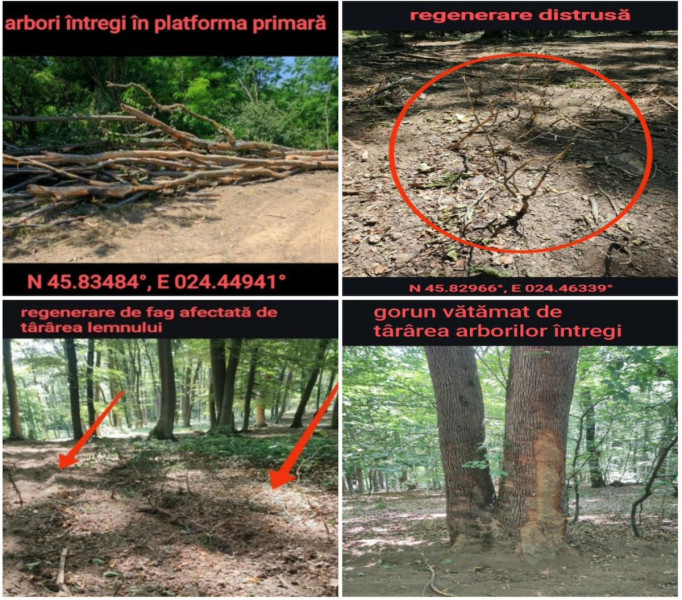 Agent Green denunță tăieri ilegale de arbori în ariile protejate din zona Hosman