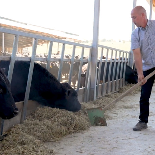 Ioan și Rodica Creangă dezvoltă una dintre cele mai mari ferme de vaci de carne din România