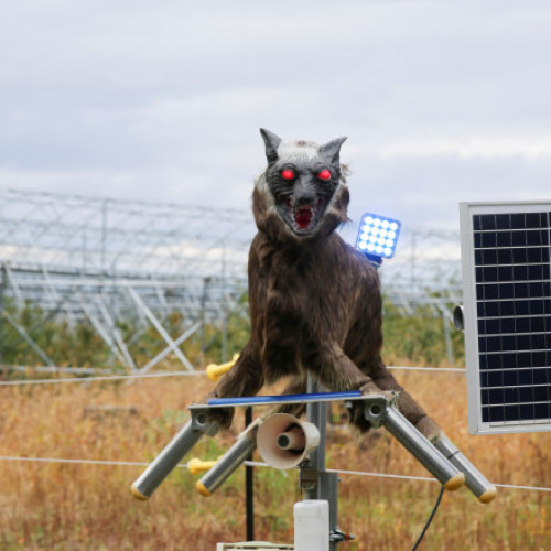 Japonia cere ajutorul armatei pentru creșterea atacurilor urșilor în zonele locuite
