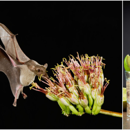 Liliecii și agavele, cheie pentru supraviețuirea producției de tequila în Mexic