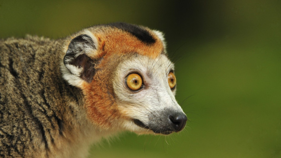 Un tânăr de 18 ani a fost reținut pentru furtul unui lemur din Grădina Zoologică Călărași